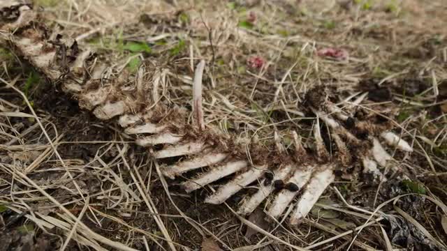 Austria - Skeleton and Bugs - Spring - Timelapse - 4K - UHD