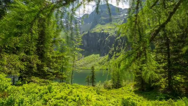 Austria - Mountain Forest - Summer - Timelapse - 4K - UHD