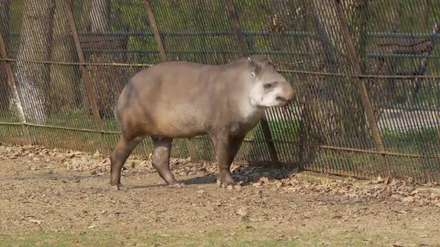 South american tapir (Tapirus terrestris) at zoo