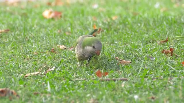 Monk parakeet (Myiopsitta monachus)