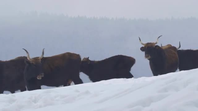 Aurochs in winter