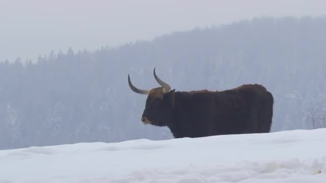 Aurochs in winter