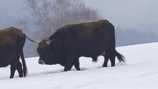 Aurochs in winter