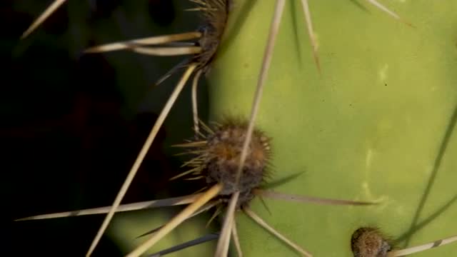 Cactus thorns, super close left slide