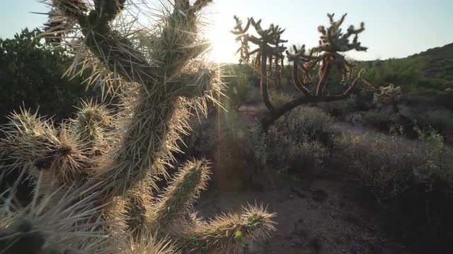 Forward slide by backlit cacti, close wide, mid