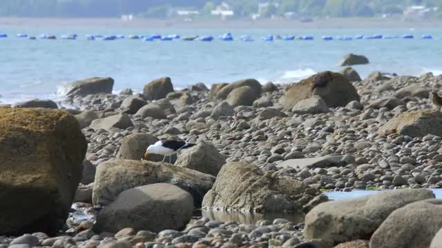 Video 4K - Seagull feeding