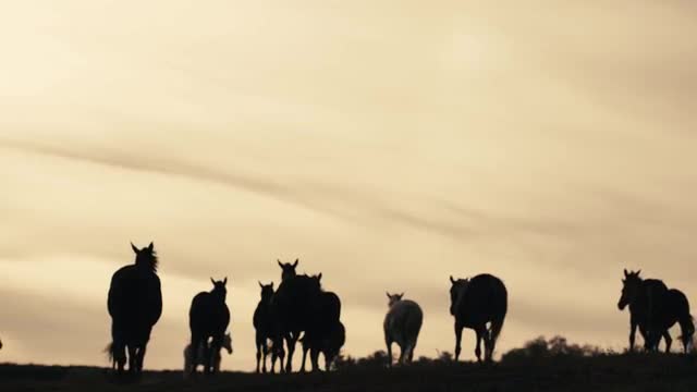Horses running on a grass field
