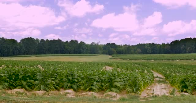Rows of flowering tobacco fields in the hills of southern Virginia