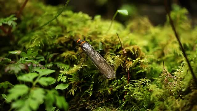 salmon_fly_hatch.mov