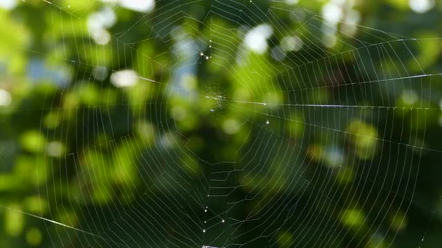 Spider web, Rhineland-Palatinate, Germany, Europe