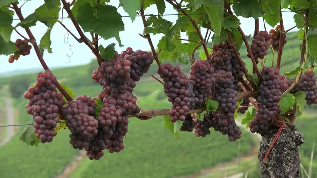 Bunch of grapes in vineyard, Kaiserstuhl, Southern Black Forest, Baden-Wurttemberg, Germany, Europe