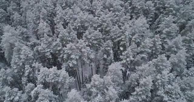 Winter landscape with forest.