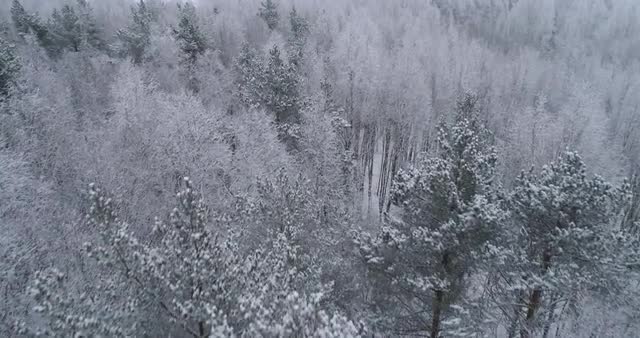 Winter landscape with forest.