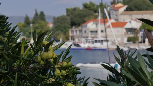 Out of focus view of Harbour through local flora in Lumbarda, Korcula Island, Dalmatia, Croatia, Eur