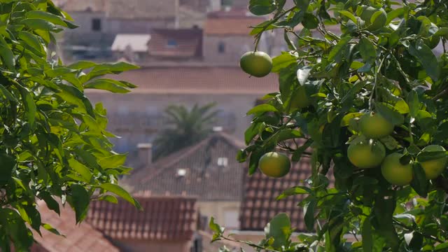 Fruit tree and view of the town and harbour of Hvar, Hvar Island, Dalmatia, Croatia, Europe