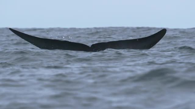 Blue whale submerging and showing it's tail.