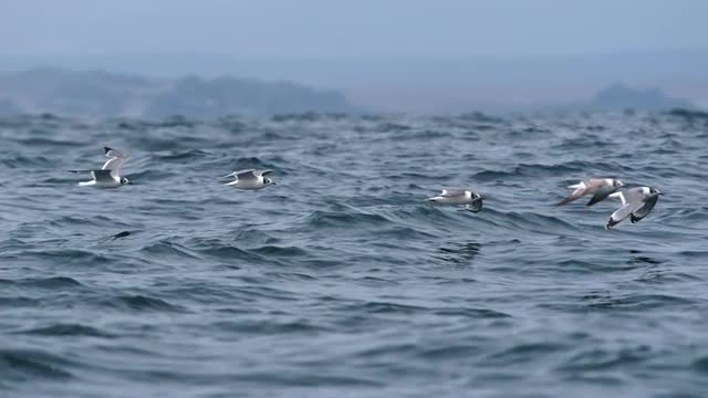 Franklin Gulls flying by.