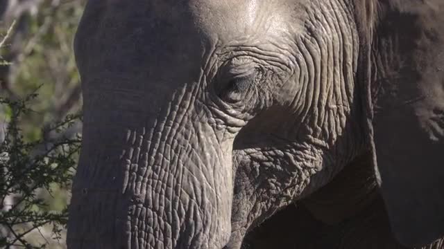 Close view of a young male elephants head