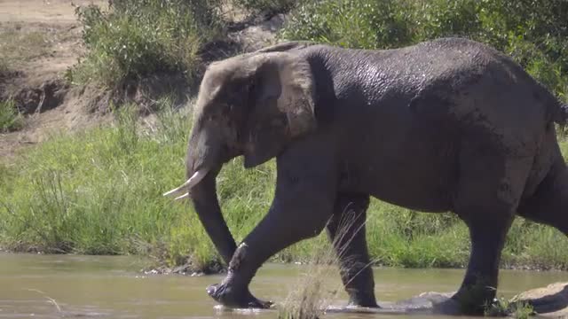 Huge bull elephant steps into river