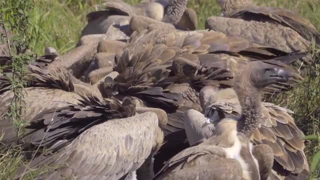 Wake of white back vultures at a kill