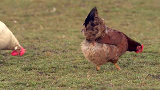 Domestic birds at farm