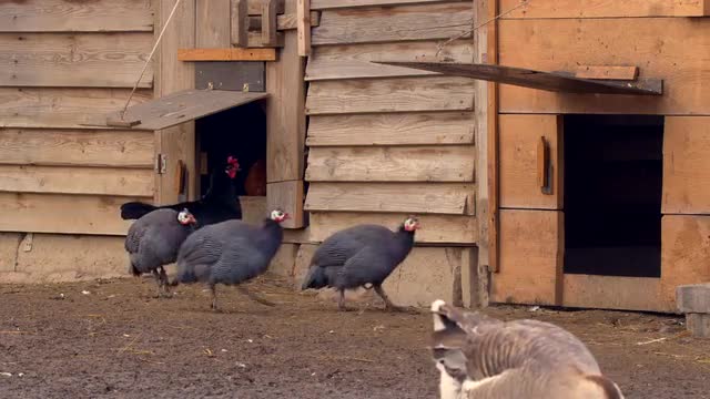 Domestic birds at farm