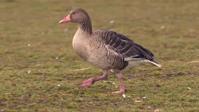 Domestic birds at farm