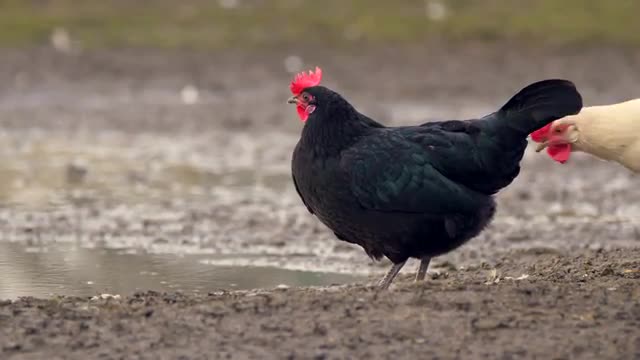 Domestic birds at farm