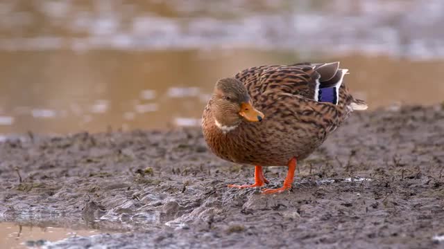Domestic birds at farm
