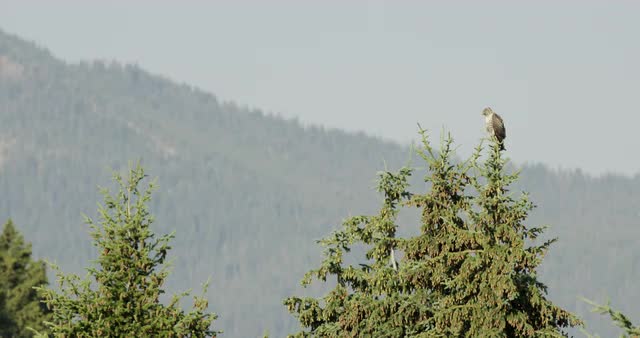 Hawk taking flight