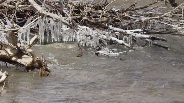 Ice covered branches over river