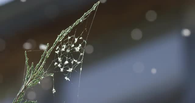 Spider web full of bugs
