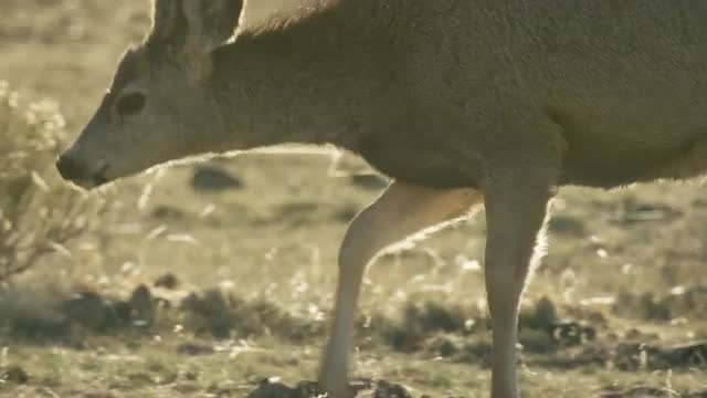 Deer walking at magic hour