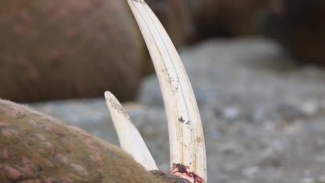 Walrus (Odobenus rosmarus), close tusks, small camera move, Antarctica