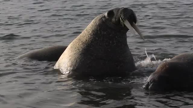 Walrus (Odobenus rosmarus), medium shot of walrus scratching, Antarctica