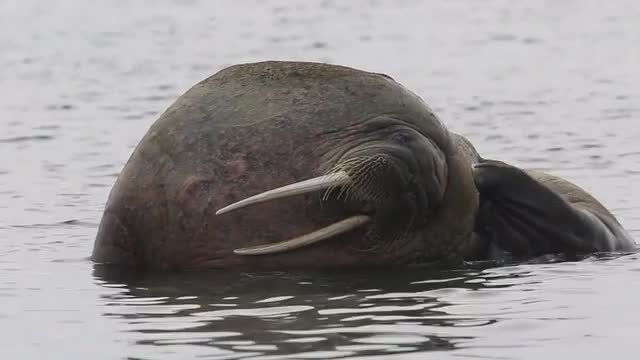Walrus (Odobenus rosmarus), portrait scratching, Antarctica