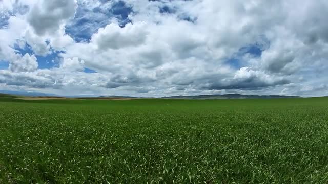 grass_wind.mov