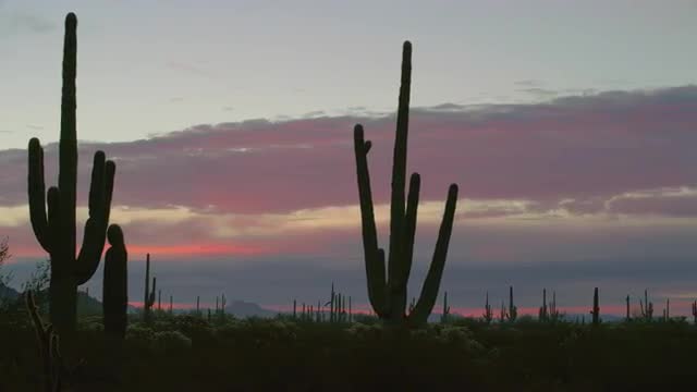Cactus in the Desert