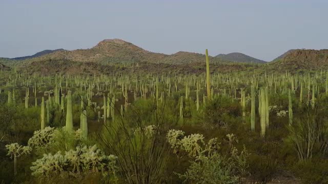 Cactus in the Desert