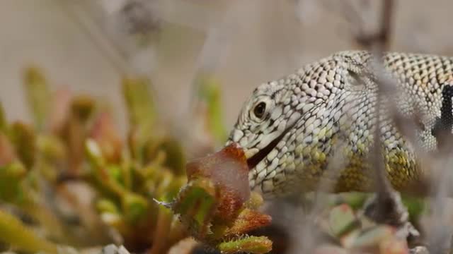 Desert lizard feeding on flowers. High Speed