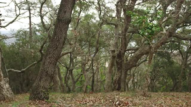 Nature forest background