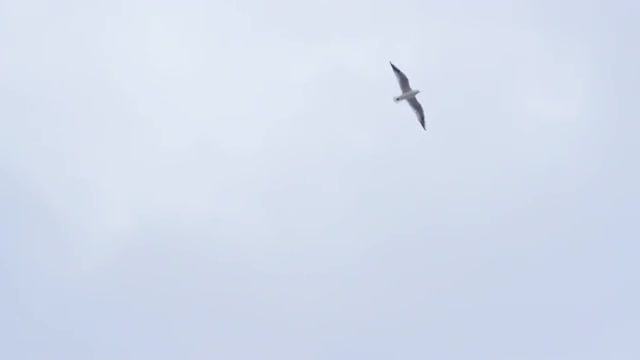 Sea gull flying in sky