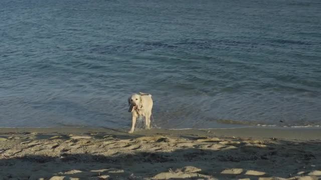 Happy dog in sea
