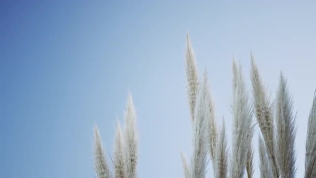Feathers against sky