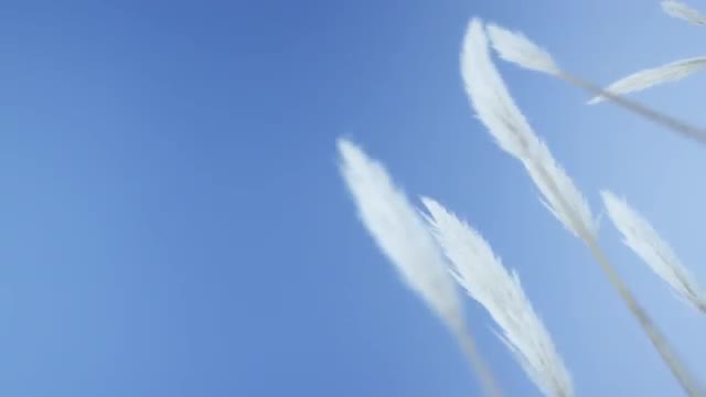 White feathers on sky