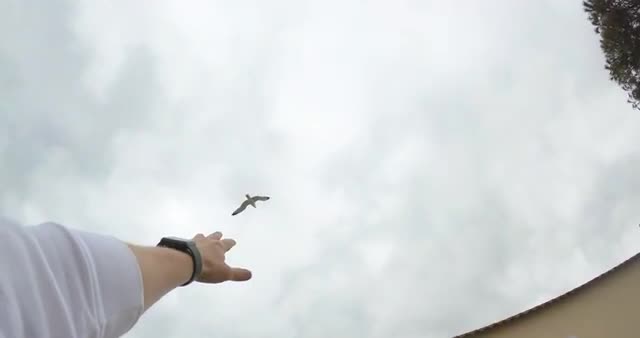 Man trying touch to sea gull