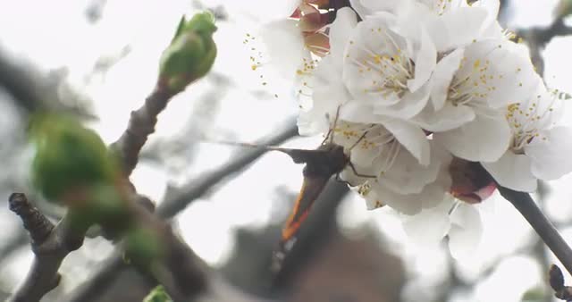 Stunning macro shot of a butterfly on a cherry blossom.
