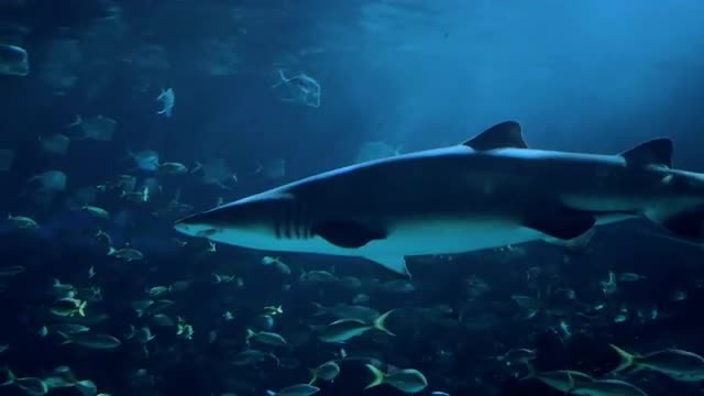 Incredible shot of a passing shark. 4K footage.