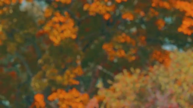 Defocused trees swaying in the wind. 4K fall themed background plate.