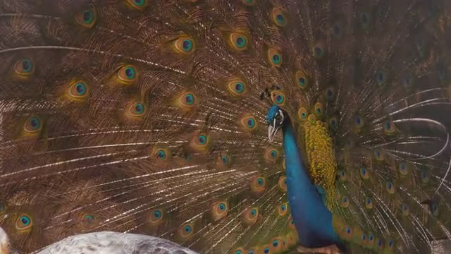 Peacock displays plumage to attract a mate.